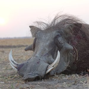 Warthog Hunt Zimbabwe