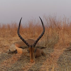 Impala Hunt Zimbabwe