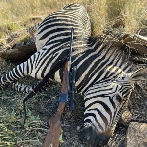 Hartmann's Zebra Hunt Namibia