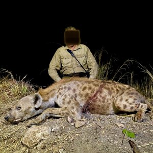 Spotted Hyena Hunt Zambia