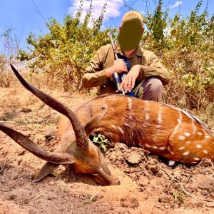 Bushbuck Hunt Zambia