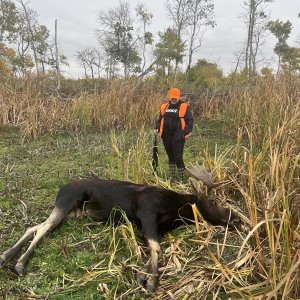 Moose Hunting Canada