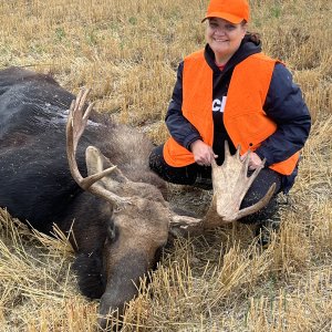 Moose Hunting Canada