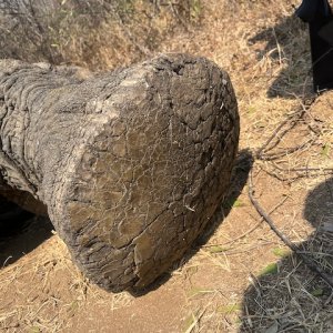 Elephant Foot