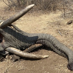 Elephant Hunt Zimbabwe