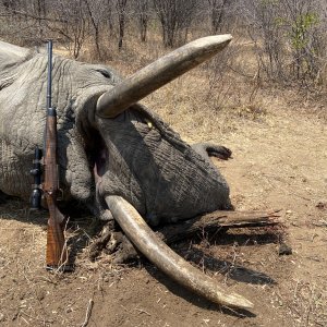 Elephant Hunt Zimbabwe