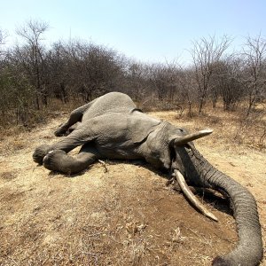 Elephant Hunt Zimbabwe