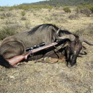 Blue WIldebeest Hunt South Africa