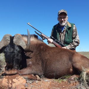 Black Wildebeest Hunt South Africa