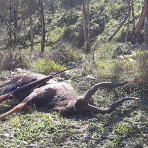 Nyala Hunt South Africa