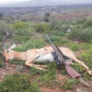 Impala Hunt South Africa