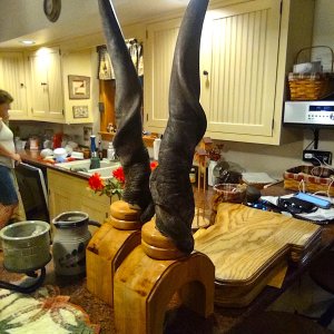 Eland Horns Pedestal Mounts