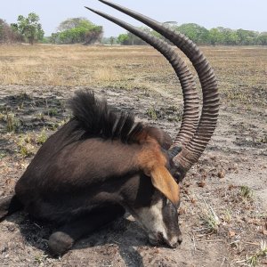 Sable Hunt Zambia