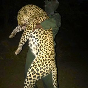 Leopard Hunt Zimbabwe