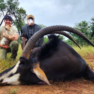 Sable Hunting South Africa