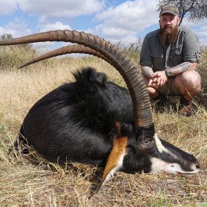 Sable Hunting South Africa