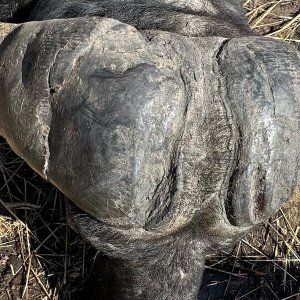 Buffalo Hunt Kariba Zimbabwe