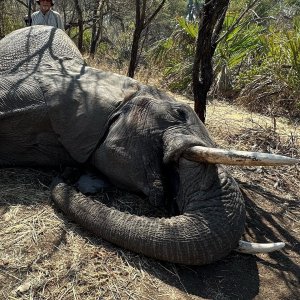 Elephant Hunt Zimbabwe