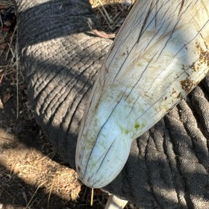 Elephant Tusk Zimbabwe