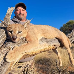 Caracal Hunting Kalahari South Africa