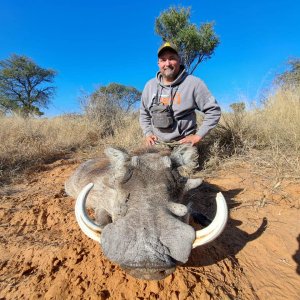 Warthog Hunting Kalahari South Africa