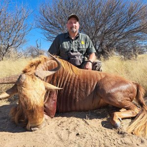 Golden Wildebeest Hunting Kalahari South Africa