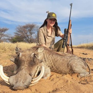 Warthog Hunting Kalahari South Africa