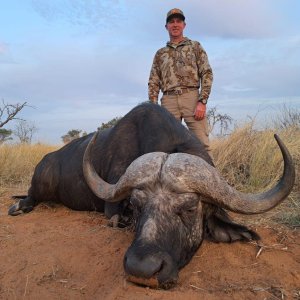 Buffalo Hunting Kalahari South Africa