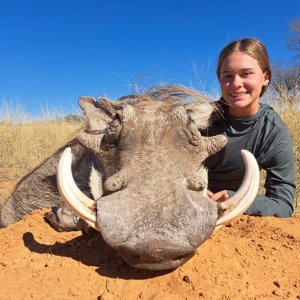 Warthog Hunting Kalahari South Africa