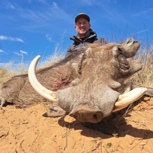 Warthog Hunting Kalahari South Africa