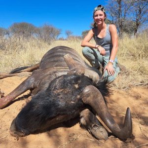 Blue Wildebeest Hunting Kalahari South Africa