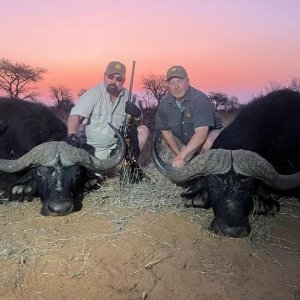 Buffalo Hunting Kalahari South Africa