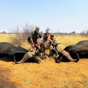 Buffalo Hunting Kalahari South Africa