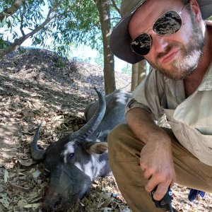 Water Buffalo Hunt Australia