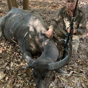 Water Buffalo Hunt Australia