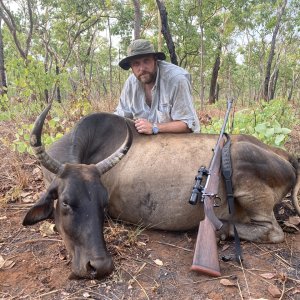 Water Buffalo Cow Hunt Australia