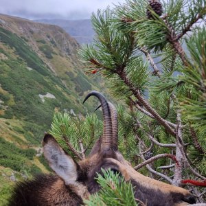 Carpathian Chamois Hunt Romania