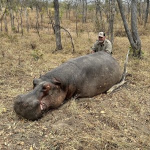 Dry Land Hippo Hunting Selous Game Reserve Tanzania