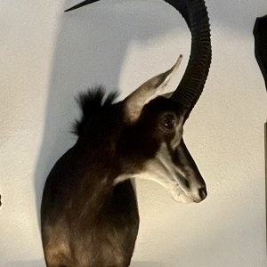 Sable Shoulder Mount Taxidermy