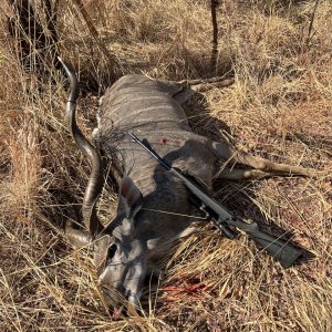 Hunting Kudu Zimbabwe