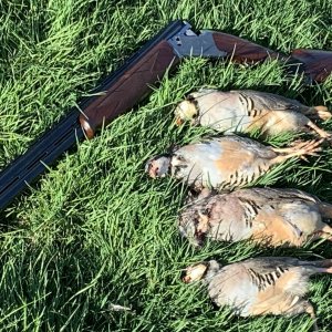 Bird Hunting Australia