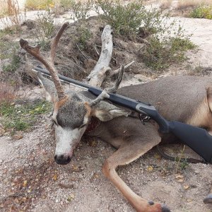 Mule Deer Hunt