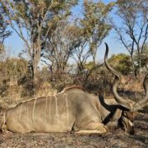 Kudu Hunting Namibia