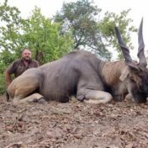 Eland Hunting Namibia