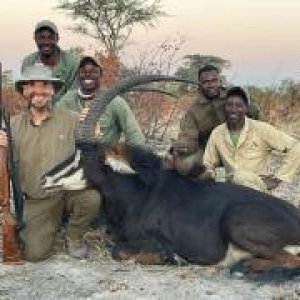 Sable Hunting Namibia