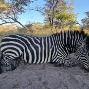 Zebra Hunting Namibia