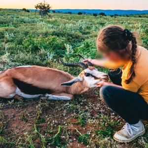 Springbok Hunt Eastern Cape South Africa