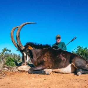 Sable Hunt Eastern Cape South Africa