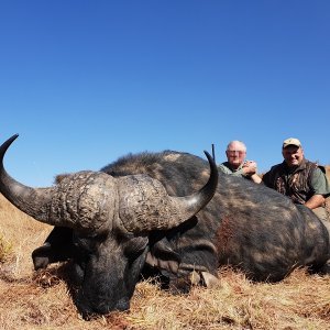 Buffalo Hunt Eastern Cape South Africa