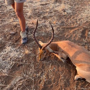 Impala Hunting Zimbabwe